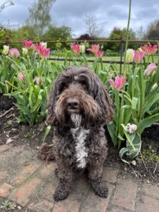 A brown dog sits in front of pink flowers.