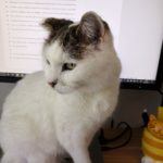 My white and tabby cat sitting on desk in front of my monitor looking unimpressed.
