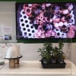 Beebox with bees livestream