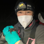 A picture of Isabelle holding a Silver Hair Bat, wearing a hat, headtorch, protective mask and gloves for the bats safety