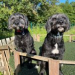 Two black spaniel-looking dogs with white spots. They are stood in a play area behind a wooden railing.