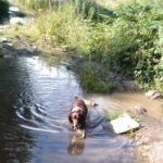 Springer spaniel walking through water on a mountainside