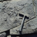 A geological hammer on a slab of limestone with fossil oysters