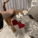 A ginger and white cat wearing a red bow tie