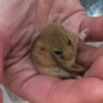 A mouse with sandy-coloured fur sitting on someone's hand