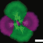 image of a biofilm (slimy bunch of bacteria) that I grew in a lab