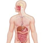 An image of the human body with the digestive system organs highlighted