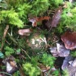 A small ball-shaped nest made of woven grass in the middle of a pile of moss