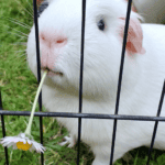 One of my guinea pigs, Moomin