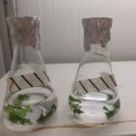 2 glass flasks with foil covering the tops. Inside is clear liquid, as well as green, leafy seaweed.