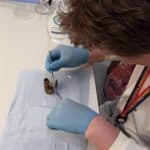 Dissecting a mussel