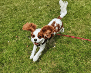 Bert the dog jumping in the air with his ears flying in the wind