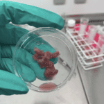 A gloved hand holds a petri dish with some red tumour tissue inside