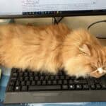 A fluffy ginger cat laying partially on a computer keyboard, on a desk