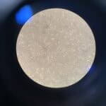 A yellow circle showing cells down a microscope. The cells are small, irregularly shaped and fill the entire circle