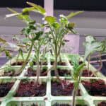 For some of my research, I had to see if I could grow tomatoes from seeds using a new type of compost. The picture shows the grown tomato stems near the end of the test.