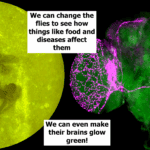 Some flies with glowing green brains, and a green brain seen through a microscope