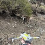 A cow helping us with our drone surveys A cow helping us with our drone surveys