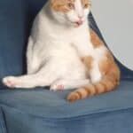 A picture of my cat looking silly