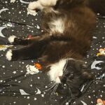 A black and white fluffy cat lying sleepily on a bed