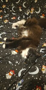 A black and white fluffy cat lying sleepily on a bed