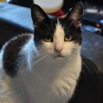 A short-haired mostly white cat with black spots on the top of his head and back, he is staring directly at the camera