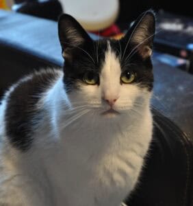 A short-haired mostly white cat with black spots on the top of his head and back, he is staring directly at the camera