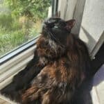 A black, long haired and fluffy cat lying in the sun