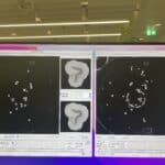 Computer screen with a recording of C. elegans worms being individually segmented and tracked to extract data from