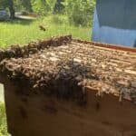 Picture of bees on a beehive