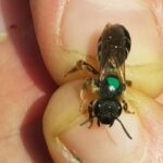 A bee with a paint mark to identify it being held