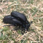 Two oil beetles mating