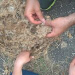 Hands investigating an abandoned bird nest