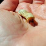 A large beetle larva on a hand