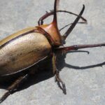 A large beetle