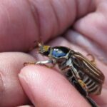 A large chafer beetle in a hand