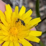 A small bee on a yellow flower